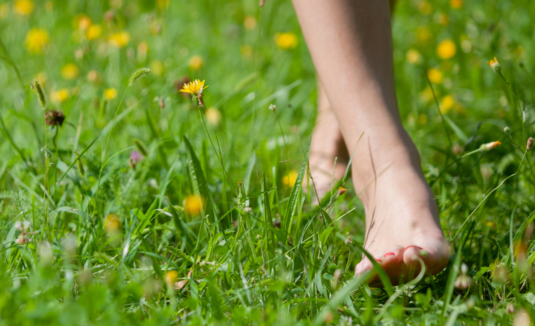 Zombie Cells + Healthy Ageing